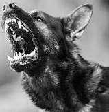 How to avoid attack dogs