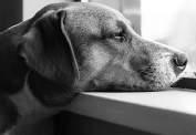 How to identify pet depression
