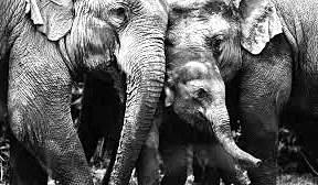 Need to attend to sick wild elephants promptly discussed at high-level meeting