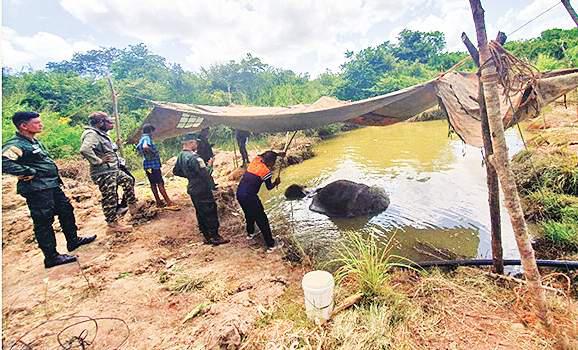 Tusker Bathiya's death and future of conservation