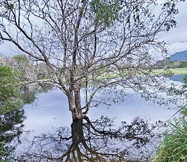 TWO AGELESS AND SPIRITUAL TREES IN THE VILLAGE TANK