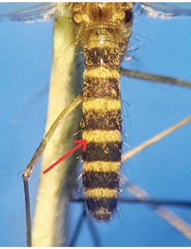 Rare mosquito species discovered in Sri Lanka