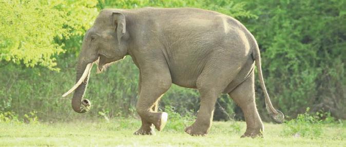 Major program to restore Kala Wewa National Park grasslands