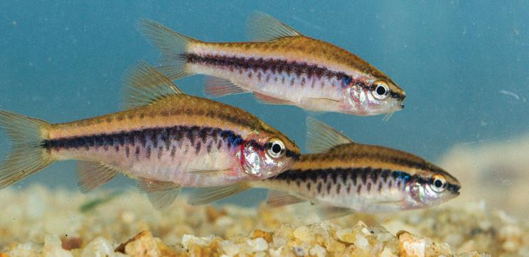Sri Lanka's Cherry Barb at the centre of scientific smuggling scandal