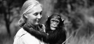 Science with a Soul: Commemorating Jane Goodall’s Legacy