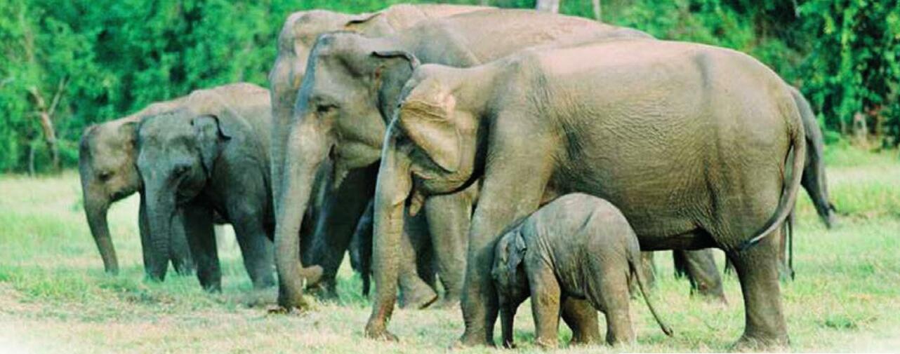 'Political short-sightedness fuelling human-elephant tragedy': Sajeewa Chamikara