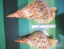 Two suspects arrested while trying to sell rare conch shells