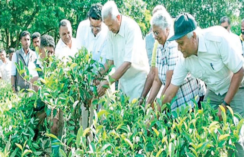 Endane Biodiversity Corridor – Reuniting forest, rekindling life