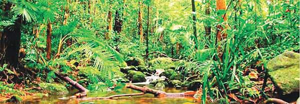 New national operations unit to shield Sri Lanka's forests to be unveiled today