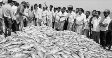 Massive Rs. 10 mn Trevally catch in Udappuwa