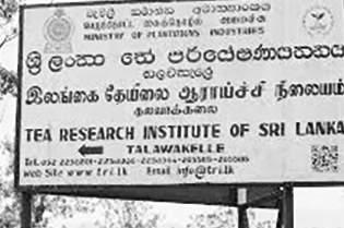 100 Years of Tea Research: Contributions of Tea Research Institute of Sri Lanka and its future role