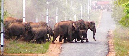 A scientific perspective: Why are elephant drives ineffective in mitigating human-elephant conflict?