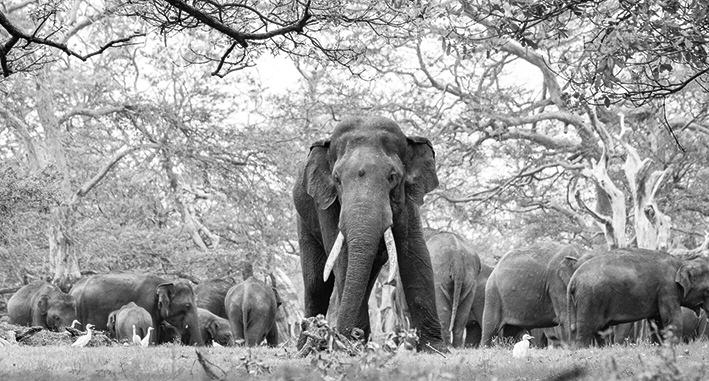 Wildlife Dept. finally set to release long-delayed elephant census report
