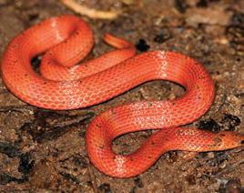 Sri Lanka’s vanishing snakes: Scientists warn policy paralysis is driving a silent crisis