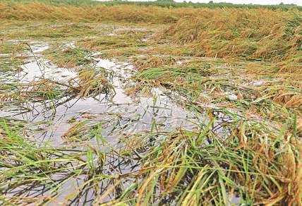 Sri Lanka facing post-deluge multi-billion rupee recovery bill