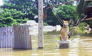 How to ensure safety and wellbeing of pets during disasters