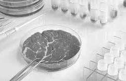 Lab- grown meal