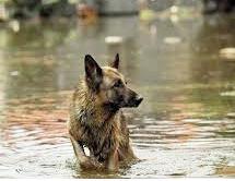 Caring for pets after a disaster