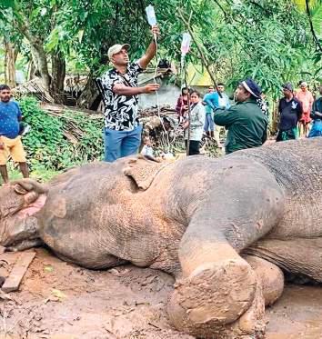 Burnt elephant dies after delayed rescue; activists demand arrests