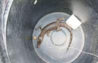 Man fined Rs 70,000 for keeping baby crocodile