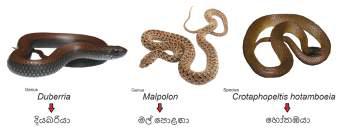 From Diyabariya to Duberria: Lanka’s Forgotten Footprint in Global Science