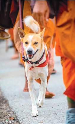 Monks Walking for Peace