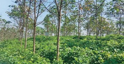 Atale Estate: A century of stewardship, sustainability at Sri Lanka's largest rubber estate