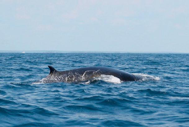 Giants in our backyard: Why Sri Lanka's Blue Whales matter to the world