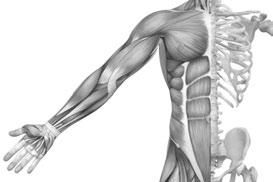 The science behind muscle memory