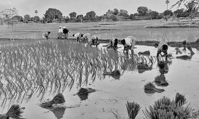 India's rice stocks climb to a record high