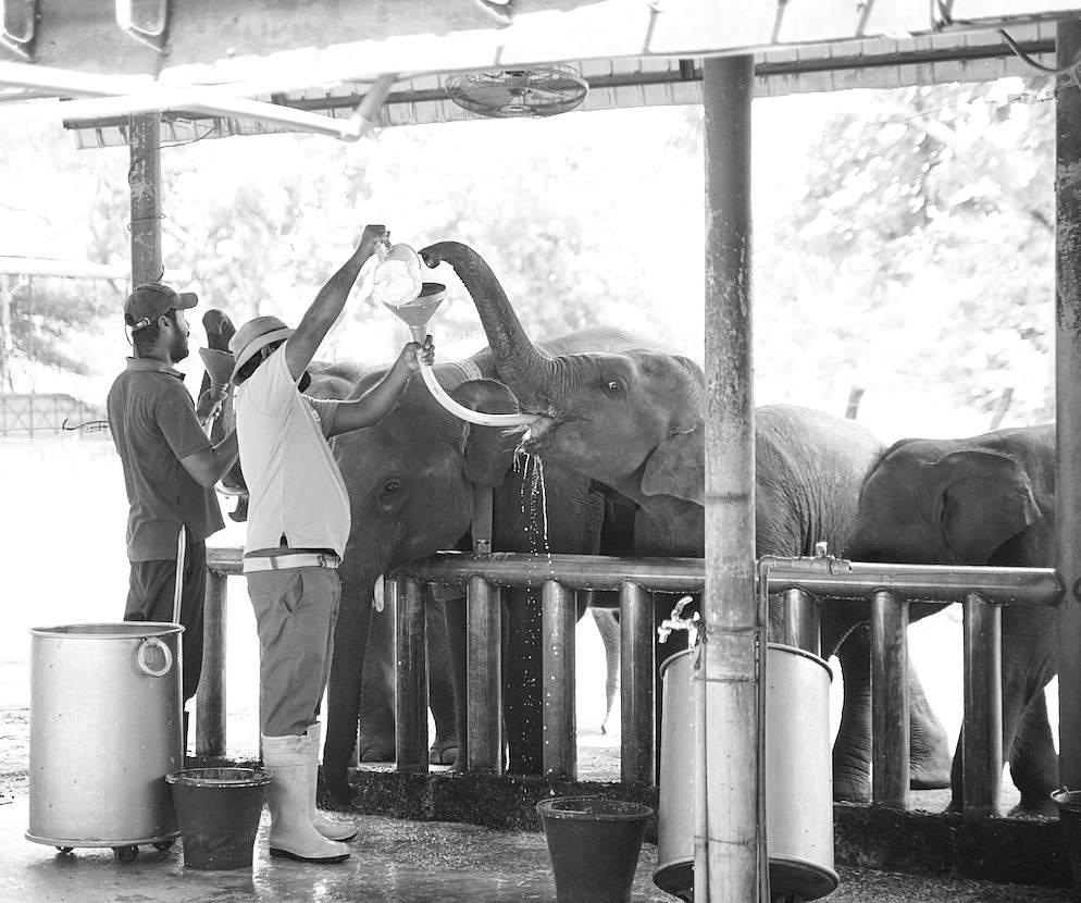 From orphaned calves to smart technology: Hambantota Port advances ‘Save Ali Pancha’