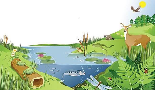 Investing in ecosystems