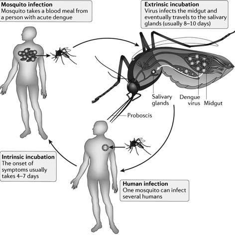 Quandary of Dengue: Some roving perspectives