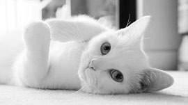 Hidden health risks of keeping cats