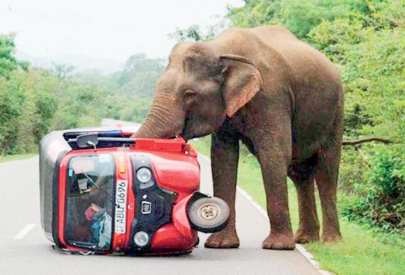 Human-Elephant Conflict Is Rising in Sri Lanka