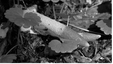 Family discovers rare species thought to be extinct for over a century in home garden