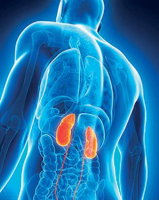 Expert unsights on liver health and transplantation