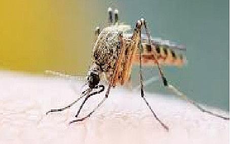 Understanding Chikungunya: A guide for the public