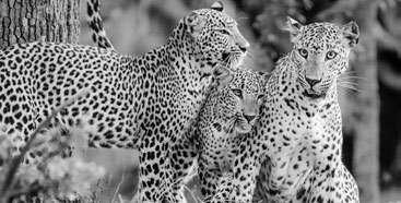 Kumana National Park emerges as a leopard hotspot