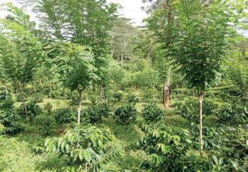 Kahawatte Plantations redefines future of Lanka's plantation industry