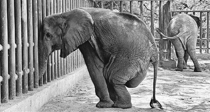 Time to shut down zoos