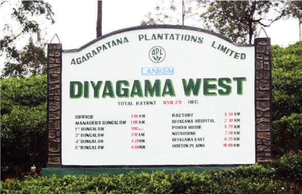 Diyagama West Estate and its timeless legacy of tea innovation and sustainability