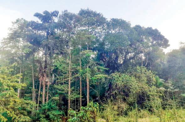 Lush Sanctuaries of Survival: