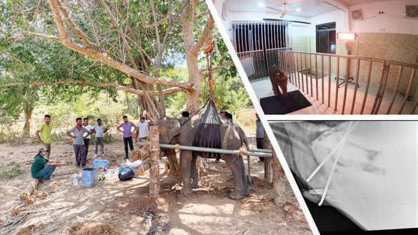 THE ELEPHANT TRANSIT HOME AT UDA WALAWE: