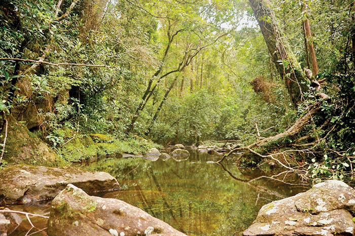 Sinharaja under siege: Illegal Ilumbakanda road and battle for Sri Lanka's green heart