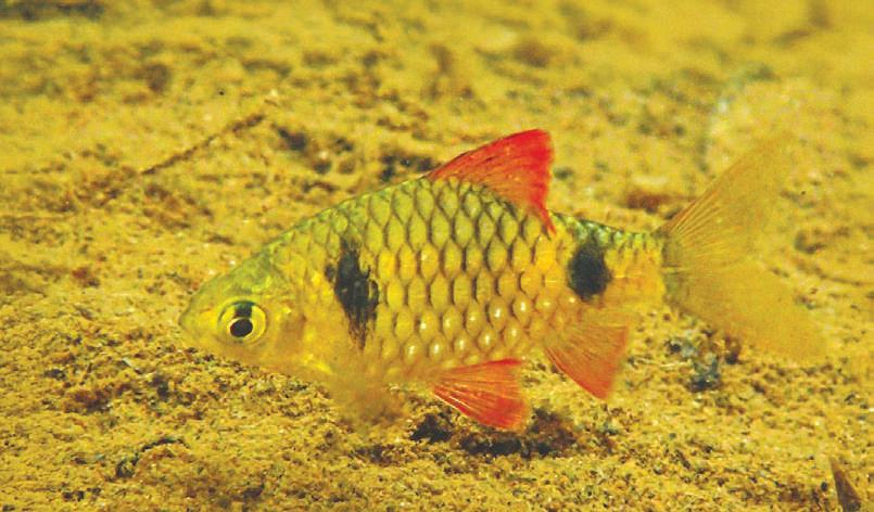 EVOLUTION: stories our freshwater fishes tell