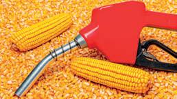 Hidden price of India’s ethanol rush