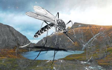 Mosquitoes make surprise appearance in Iceland, sparking climate alarm