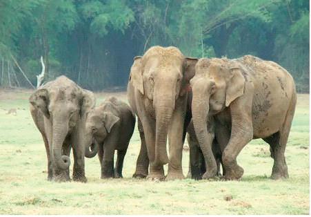 India has 22,446 wild elephants, down from 29,964 in 2017