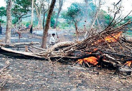 Deforestation in Sri Lanka (2001-2024): Trends, Drivers, and Policy Implications